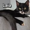 LAIA
