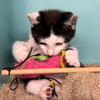 PEN