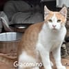 GIACOMINO E PAOLINO