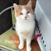 GIACOMINO E PAOLINO