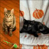 LULU & TIFY