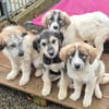 Lola, Lena, Luna and Lyra