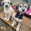 Lola, Lena, Luna and Lyra