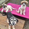 Lola, Lena, Luna and Lyra