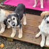 Lola, Lena, Luna and Lyra