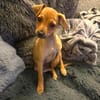 Miya ein kleines Rehpinscher Mix Mädchen