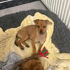 Miya ein kleines Rehpinscher Mix Mädchen