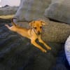 Miya ein kleines Rehpinscher Mix Mädchen
