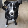 Hübscher Husky-Mix Emil sucht ein Zuhause