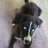 Hübscher Husky-Mix Emil sucht ein Zuhause
