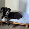 Hübscher Husky-Mix Emil sucht ein Zuhause