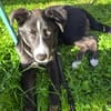 Hübscher Husky-Mix Emil sucht ein Zuhause