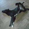 Hübscher Husky-Mix Emil sucht ein Zuhause