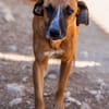 Sanfter Rüde ♥Amigo♥ erwartet dich schon in 74749 Rosenberg
