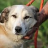 Nico - aufgeweckter, goldiger Rüde