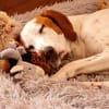 Bracken-Bub ♥ Tilly ♥ wartet bereits in 01640 Coswig ♥