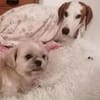 Bracken-Bub ♥ Tilly ♥ wartet bereits in 01640 Coswig ♥