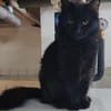 Flauschige Shadow sucht ruhiges Zuhause
