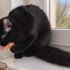 Flauschige Shadow sucht ruhiges Zuhause
