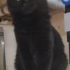 Flauschige Shadow sucht ruhiges Zuhause