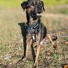 Zarte Seele Dora sucht