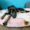 Zarte Seele Dora sucht