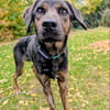 Zarte Seele Dora sucht