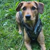 Laika  sensible Hundeseele sucht souveräne Menschen,