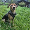 Laika  sensible Hundeseele sucht souveräne Menschen,