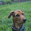 Laika  sensible Hundeseele sucht souveräne Menschen,