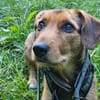 Laika  sensible Hundeseele sucht souveräne Menschen,