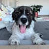 Bella sucht Hundeerfahrene Menschen...