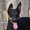 ERNST
