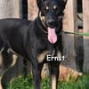 ERNST