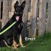 ERNST
