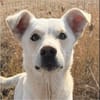 Karlo - Labbie-Mix sucht sein Zuhause