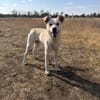 Karlo - Labbie-Mix sucht sein Zuhause
