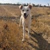 Karlo - Labbie-Mix sucht sein Zuhause