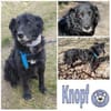 KNOPF ** liebenswerter Senior