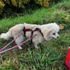 Hilde - wartet in 91083 Baiersdorf