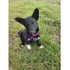 Rosaly - wartet in 97440 Werneck