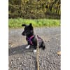 Rosaly - wartet in 97440 Werneck