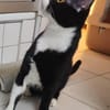 Traumkätzchen Milo sucht Für-immer-Zuhause
