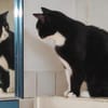 Traumkätzchen Milo sucht Für-immer-Zuhause