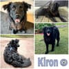 KIRON * besterFreund für seinen Menschen