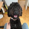 Charlie sucht ein liebevolles Zuhause