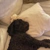 Charlie sucht ein liebevolles Zuhause