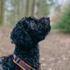 Charlie sucht ein liebevolles Zuhause