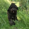 Charlie sucht ein liebevolles Zuhause