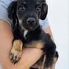 Niedlicher Monty sucht